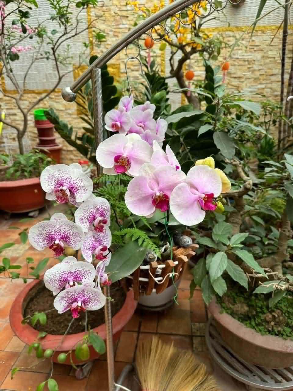 Hoa lan nhà mình