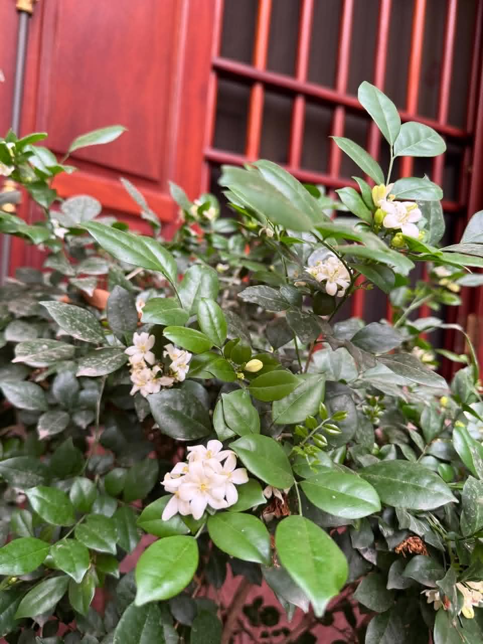 Hoa nguyệt quế