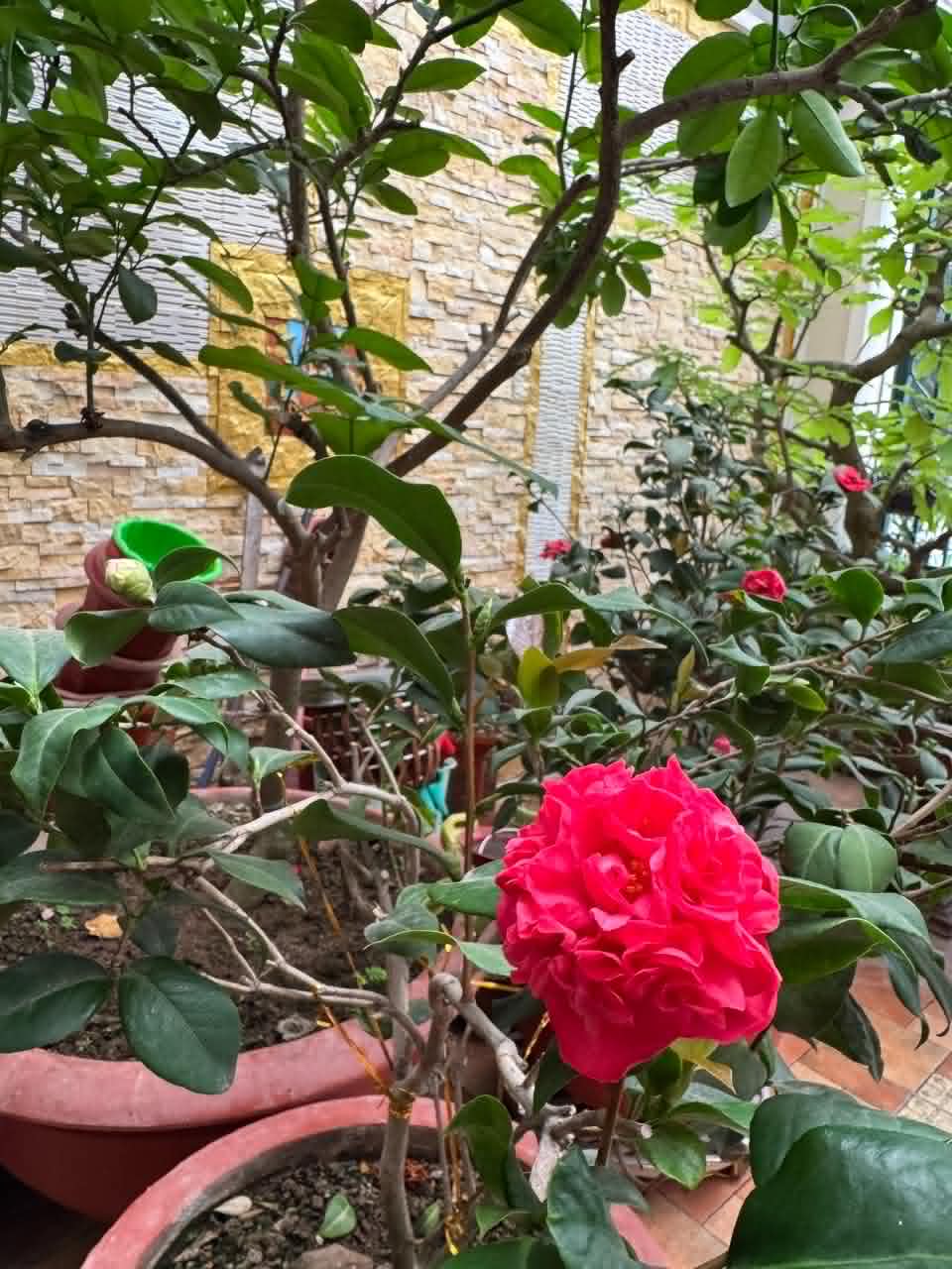 Hoa trà đỏ