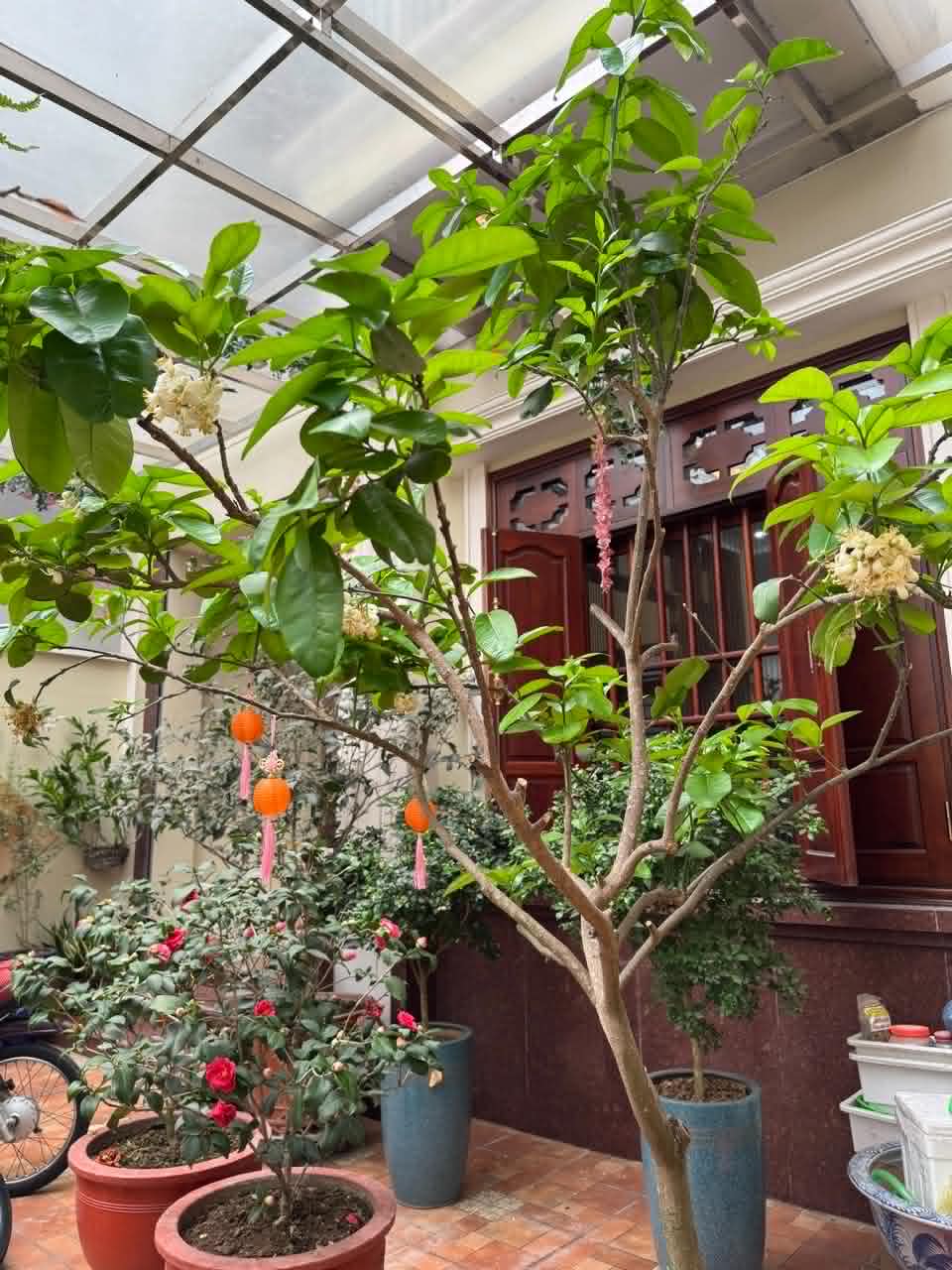 Cây bưởi trong sân