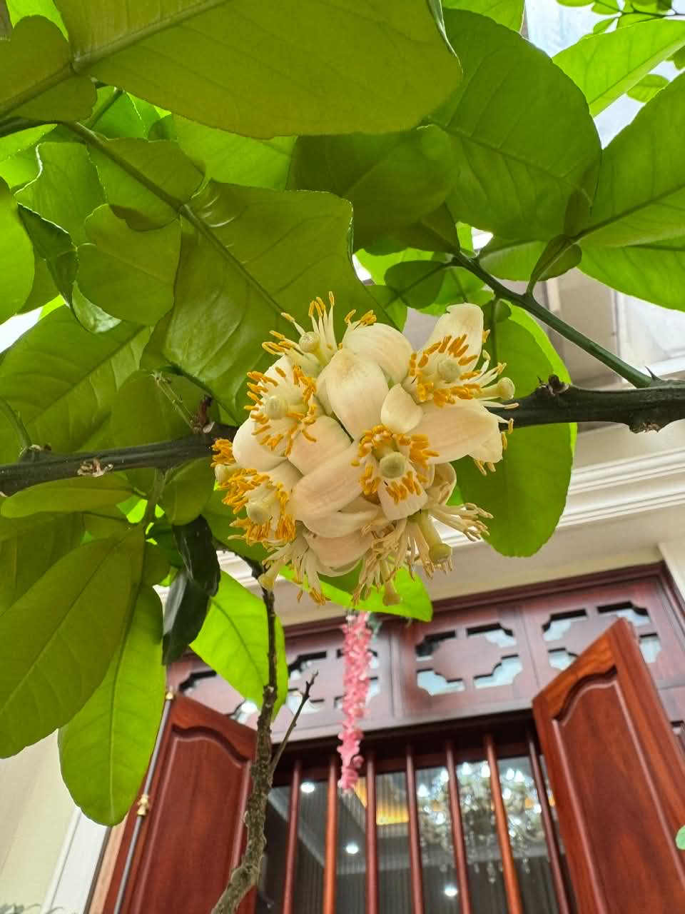 Hoa bưởi